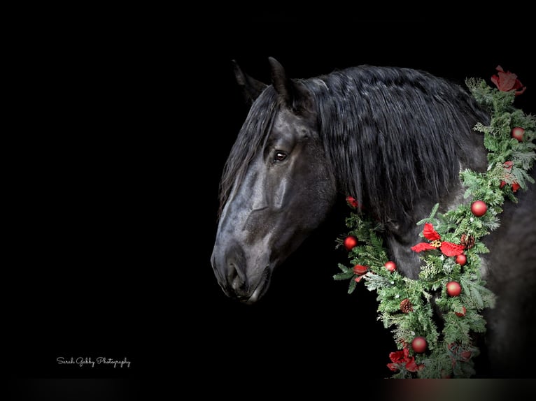 caballo de tiro Mestizo Caballo castrado 6 años 168 cm Ruano azulado in Oelwein, IA