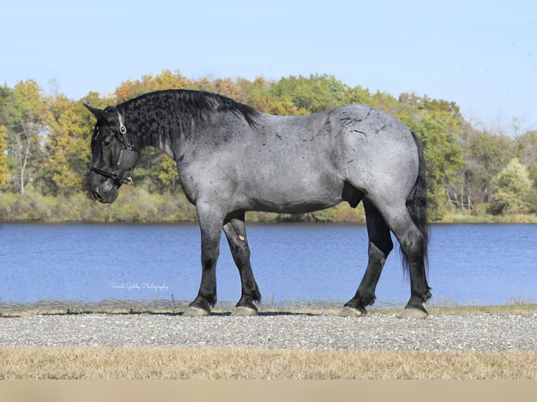 caballo de tiro Mestizo Caballo castrado 6 años 168 cm Ruano azulado in Oelwein, IA