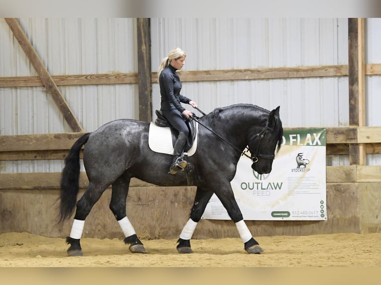 caballo de tiro Mestizo Caballo castrado 6 años 168 cm Ruano azulado in Oelwein, IA