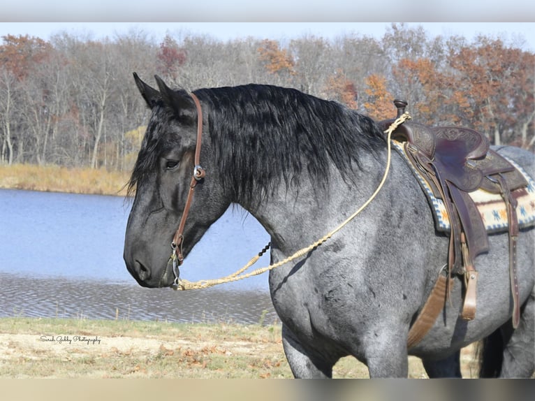 caballo de tiro Mestizo Caballo castrado 6 años 168 cm Ruano azulado in Oelwein, IA