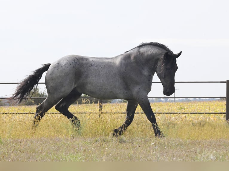 caballo de tiro Mestizo Caballo castrado 6 años 168 cm Ruano azulado in Oelwein, IA