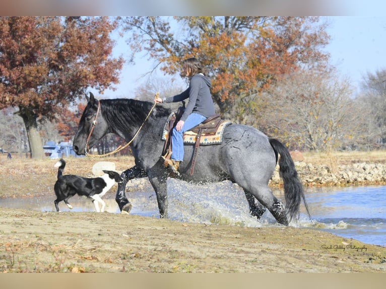 caballo de tiro Mestizo Caballo castrado 6 años 168 cm Ruano azulado in Oelwein, IA