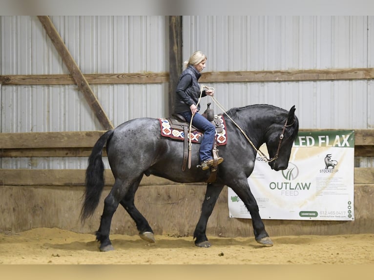 caballo de tiro Mestizo Caballo castrado 6 años 168 cm Ruano azulado in Oelwein, IA