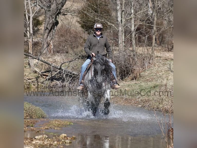 caballo de tiro Caballo castrado 6 años 168 cm Ruano azulado in Mount Vernon