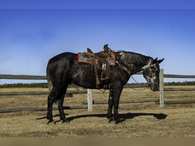 caballo de tiro Mestizo Caballo castrado 6 años 168 cm Tordo in Nevis, MN