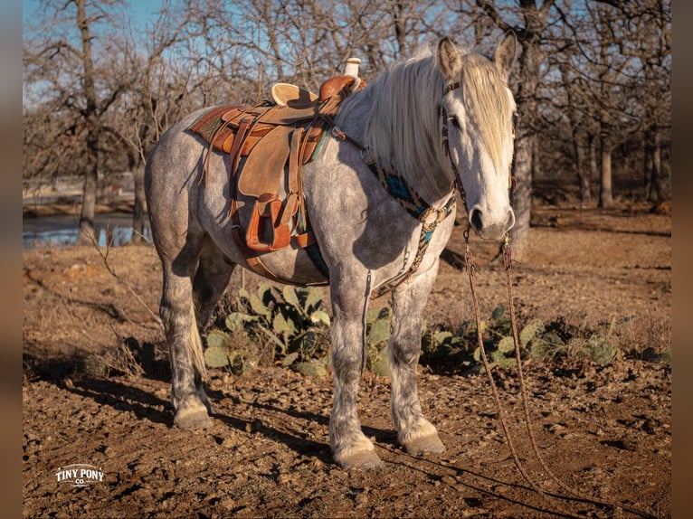caballo de tiro Caballo castrado 6 años 168 cm Tordo rodado in Jacksboro