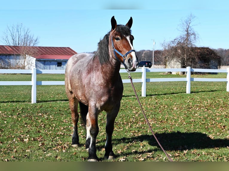 caballo de tiro Caballo castrado 6 años 170 cm Castaño-ruano in Shipshewana IN