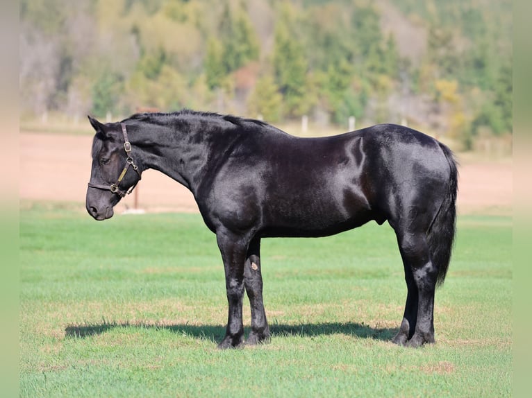 caballo de tiro Mestizo Caballo castrado 6 años 170 cm Negro in River Falls caballo de tiro Mestizo Caballo castrado 6 años 170 cm Negro in River Falls