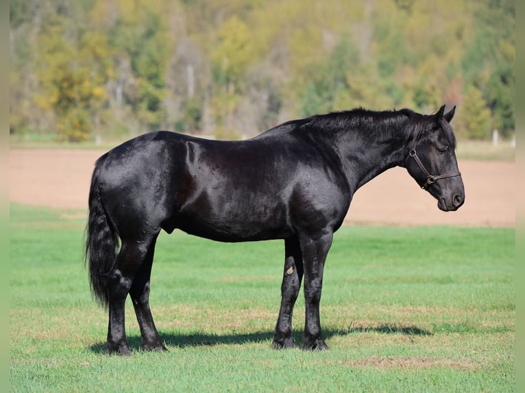 caballo de tiro Mestizo Caballo castrado 6 años 173 cm Negro in River Falls