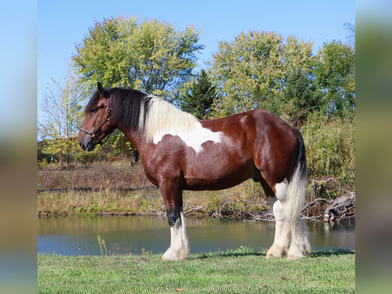 caballo de tiro Mestizo Caballo castrado 6 años 173 cm Pío in Howell