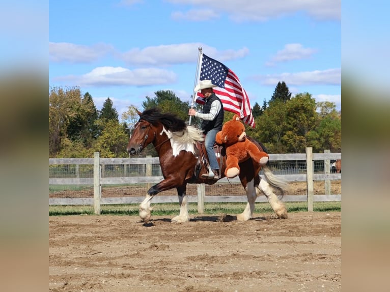 caballo de tiro Mestizo Caballo castrado 6 años 173 cm Pío in Howell