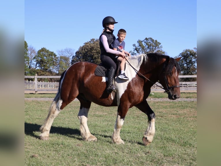 caballo de tiro Mestizo Caballo castrado 6 años 173 cm Pío in Howell