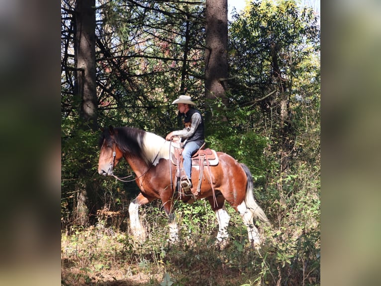 caballo de tiro Mestizo Caballo castrado 6 años 173 cm Pío in Howell