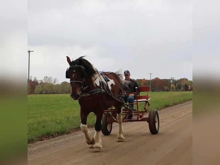 caballo de tiro Mestizo Caballo castrado 6 años 173 cm Pío in Howell