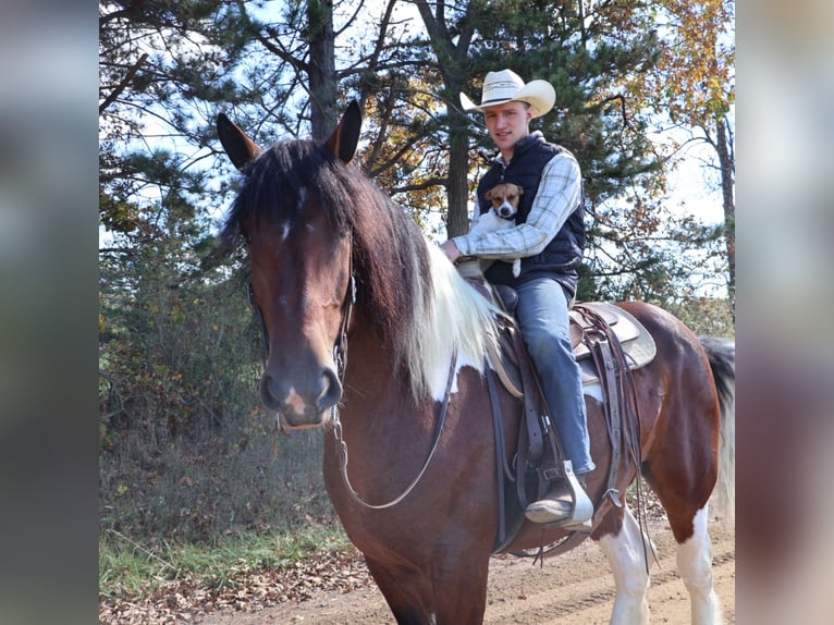 caballo de tiro Mestizo Caballo castrado 6 años 173 cm Pío in Howell