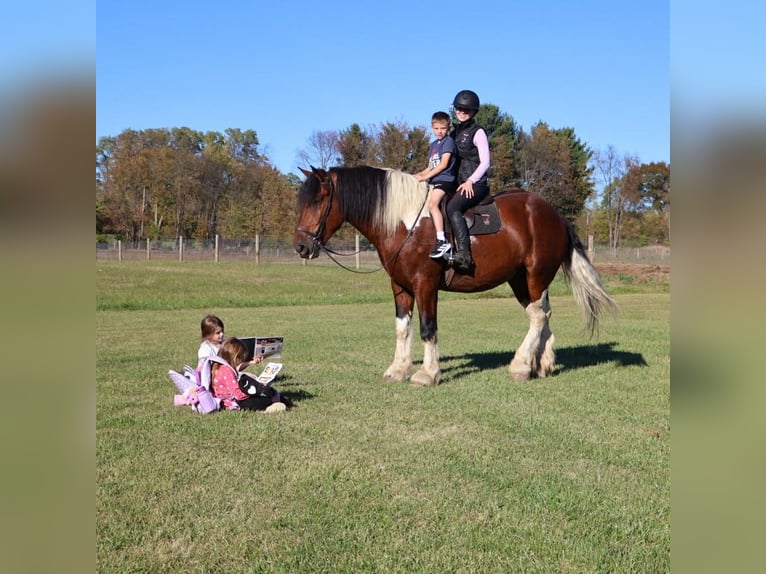caballo de tiro Mestizo Caballo castrado 6 años 173 cm Pío in Howell