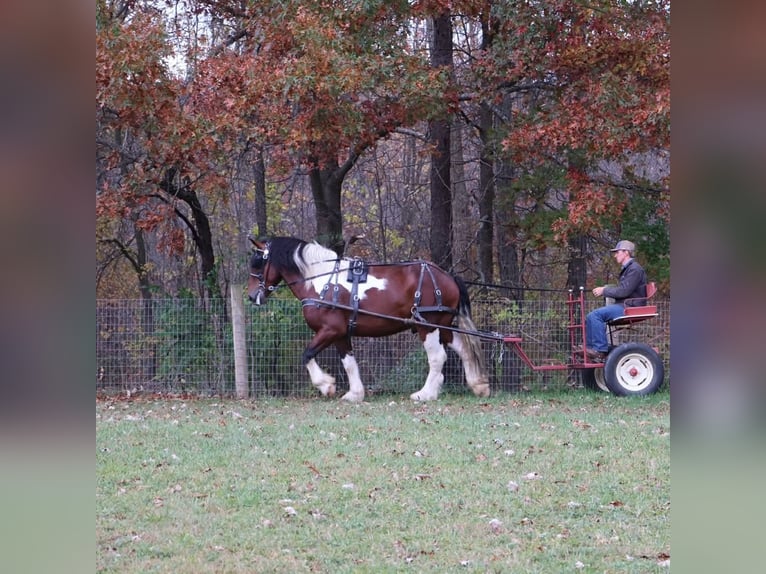 caballo de tiro Mestizo Caballo castrado 6 años 173 cm Pío in Howell