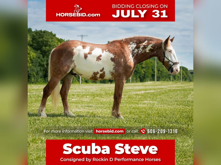 caballo de tiro Caballo castrado 6 años 173 cm Pío in Middletown, OH