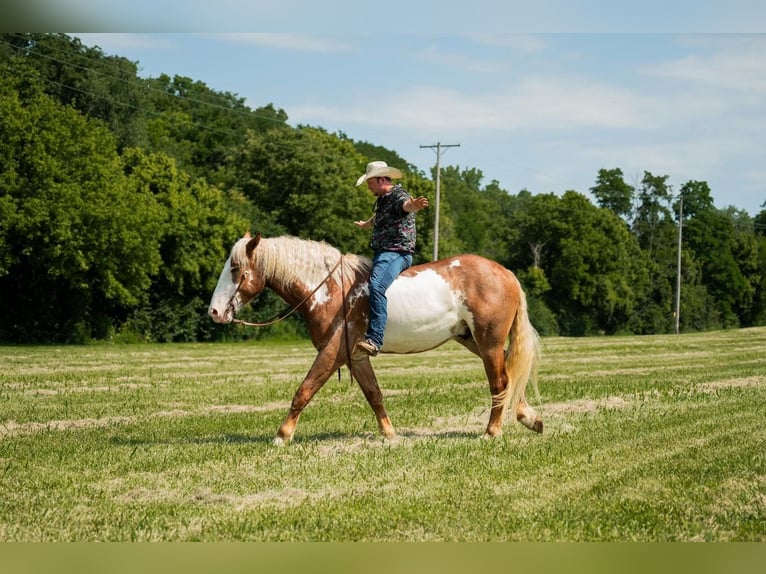 caballo de tiro Caballo castrado 6 años 173 cm Pío in Middletown, OH