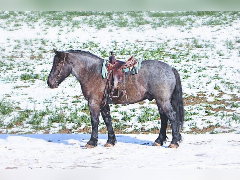 caballo de tiro Mestizo Caballo castrado 6 años 173 cm Ruano azulado in Millersburg