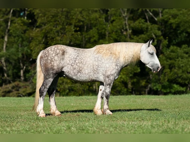 caballo de tiro Mestizo Caballo castrado 6 años 173 cm Tordo rodado in Clearville