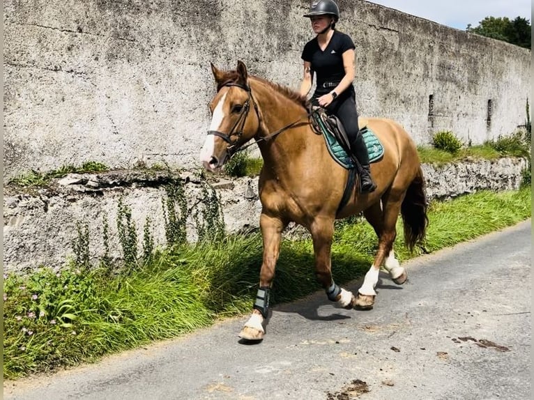 caballo de tiro Caballo castrado 6 años 175 cm Alazán-tostado in Sligo