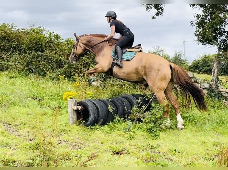 caballo de tiro Caballo castrado 6 años 175 cm Alazán-tostado in Sligo