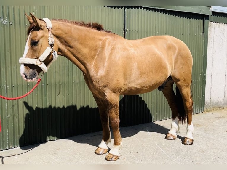 caballo de tiro Caballo castrado 6 años 175 cm Alazán-tostado in Sligo