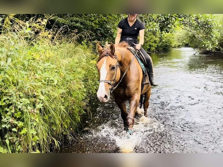 caballo de tiro Caballo castrado 6 años 175 cm Alazán-tostado in Sligo