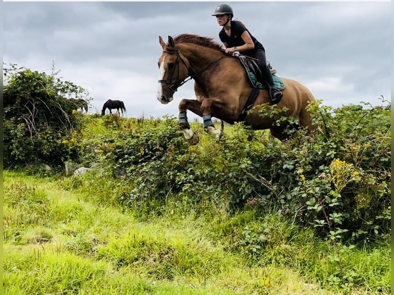 caballo de tiro Caballo castrado 6 años 175 cm Alazán-tostado in Sligo