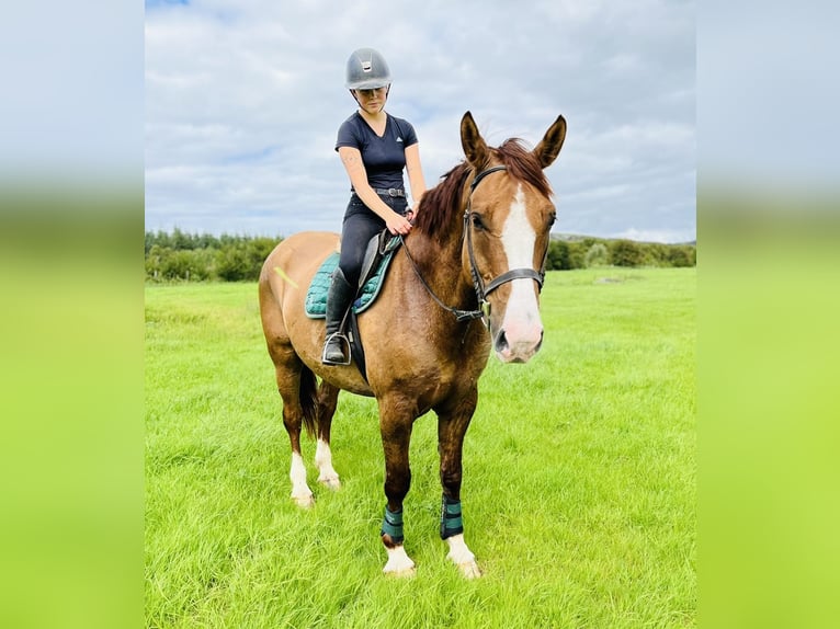 caballo de tiro Caballo castrado 6 años 175 cm Alazán-tostado in Sligo