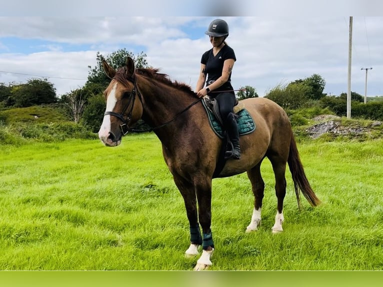 caballo de tiro Caballo castrado 6 años 175 cm Alazán-tostado in Sligo
