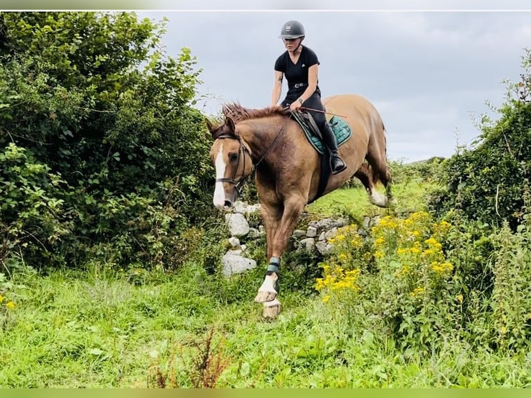 caballo de tiro Caballo castrado 6 años 175 cm Alazán-tostado in Sligo