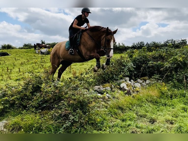 caballo de tiro Caballo castrado 6 años 175 cm Alazán-tostado in Sligo