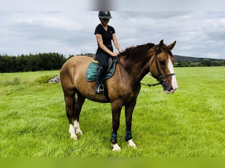 caballo de tiro Caballo castrado 6 años 175 cm Alazán-tostado in Sligo