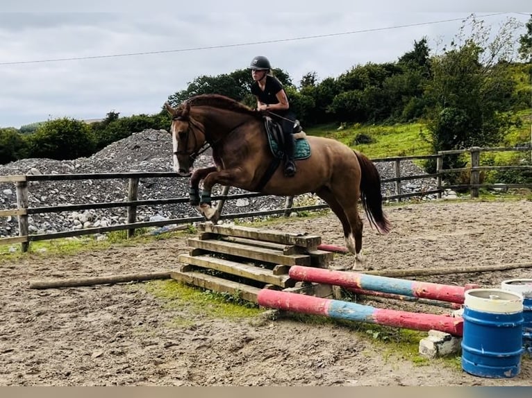 caballo de tiro Caballo castrado 6 años 175 cm Alazán-tostado in Sligo
