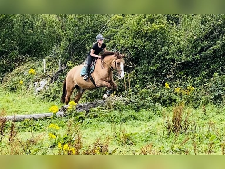 caballo de tiro Caballo castrado 6 años 175 cm Alazán-tostado in Sligo