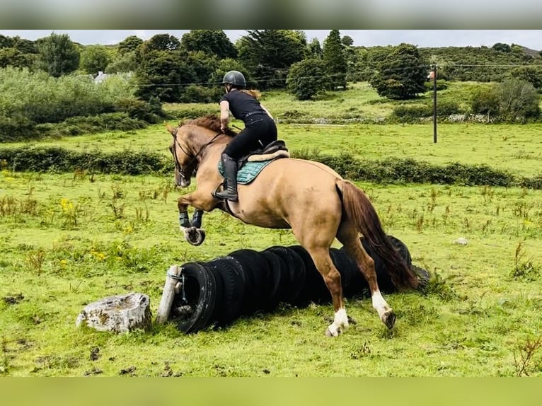 caballo de tiro Caballo castrado 6 años 175 cm Alazán-tostado in Sligo