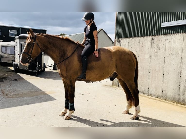caballo de tiro Caballo castrado 6 años 175 cm Alazán-tostado in Sligo