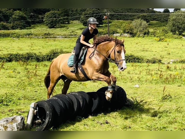 caballo de tiro Caballo castrado 6 años 175 cm Alazán-tostado in Sligo