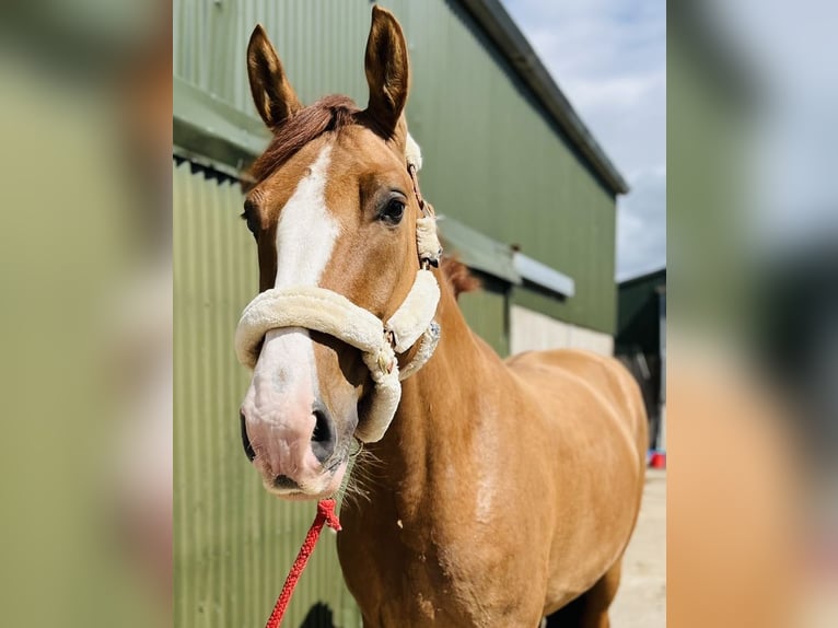 caballo de tiro Caballo castrado 6 años 175 cm Alazán-tostado in Sligo