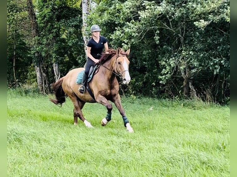 caballo de tiro Caballo castrado 6 años 175 cm Alazán-tostado in Sligo
