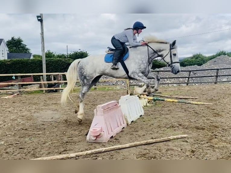 caballo de tiro Caballo castrado 6 años 175 cm Tordo in Sligo