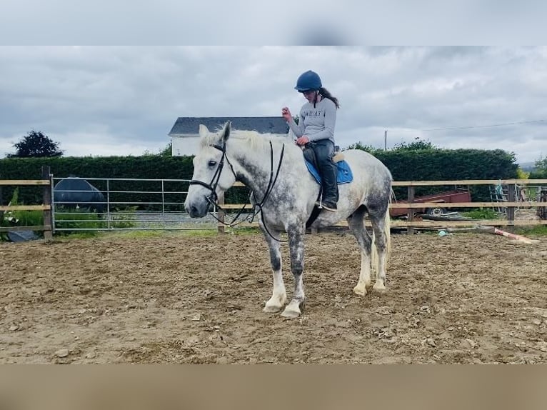 caballo de tiro Caballo castrado 6 años 175 cm Tordo in Sligo