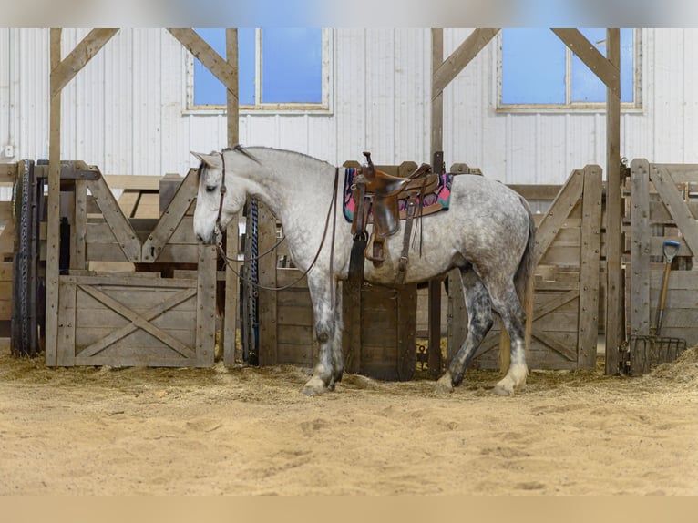caballo de tiro Mestizo Caballo castrado 6 años 175 cm Tordo in Hastings