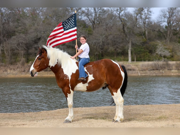 caballo de tiro Mestizo Caballo castrado 6 años 183 cm Pío in Forney