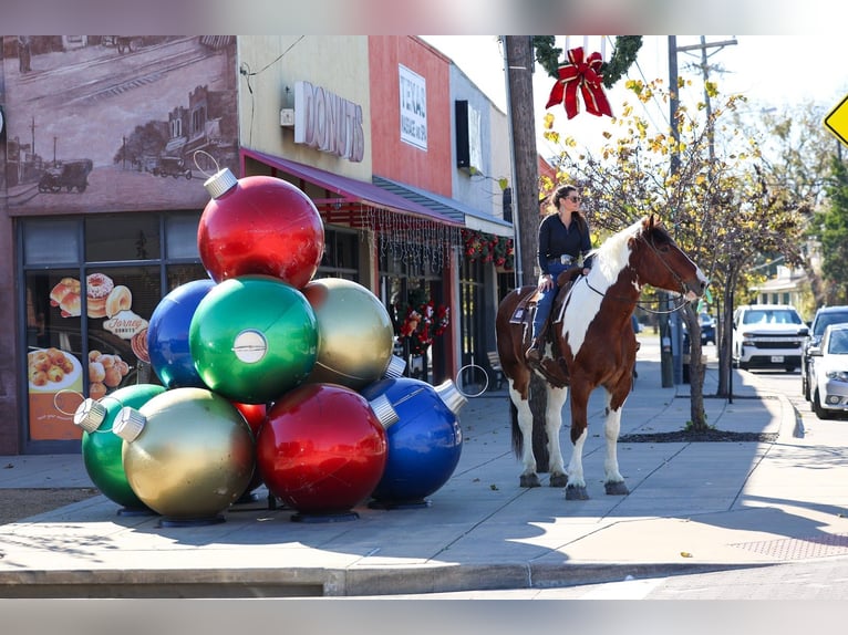 caballo de tiro Mestizo Caballo castrado 6 años 183 cm Pío in Forney