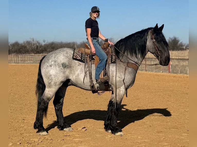 caballo de tiro Mestizo Caballo castrado 6 años 183 cm Ruano azulado in Weatherford