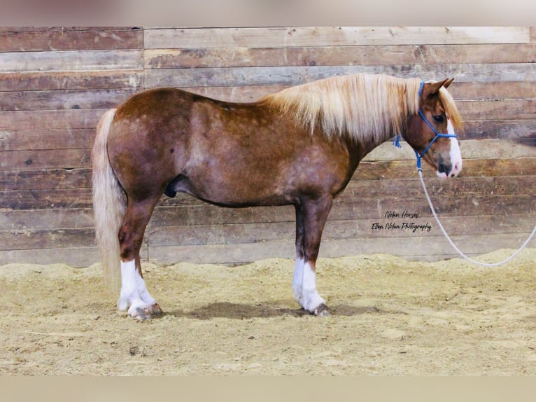 caballo de tiro Mestizo Caballo castrado 6 años Alazán rojizo in Peosta, IA