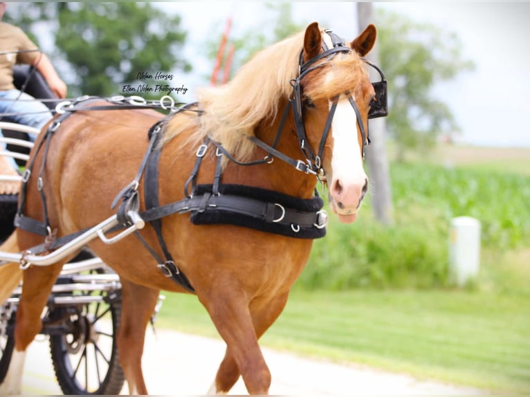 caballo de tiro Mestizo Caballo castrado 6 años Alazán rojizo in Peosta, IA